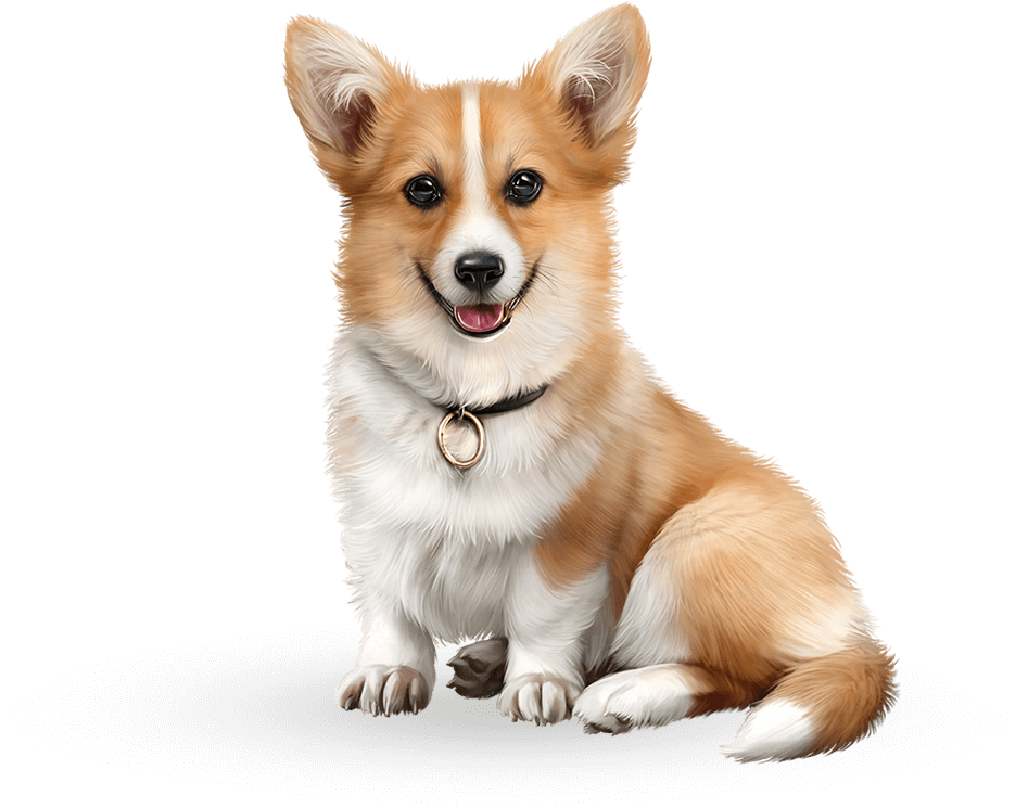 We Care <br> <span>Your Pets</span>