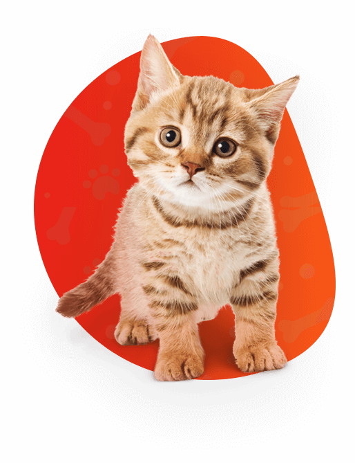 <span>We care your pet </span> <br> As you care