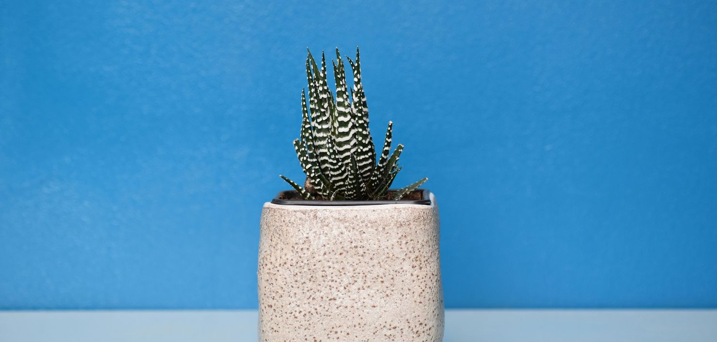 One succulent against a blue wall