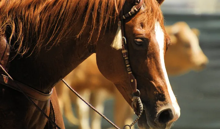 A chestnut horse with a white blaze and a plaited bridle, cattle blurred behind it