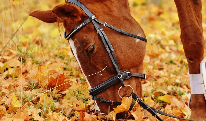 A bridled chestnut horse grazing among fallen autumn leaves