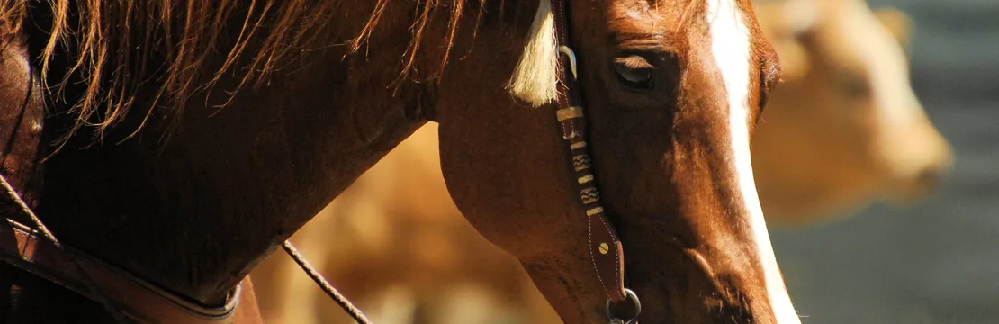 A chestnut horse with a white blaze, cattle blurred in the field behind