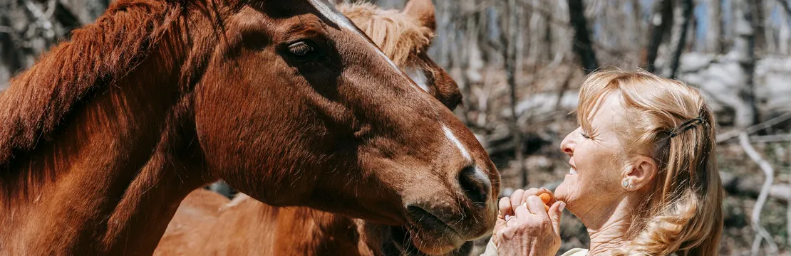 A smiling woman holding out a carrot to a chestnut horse at the edge of a wood