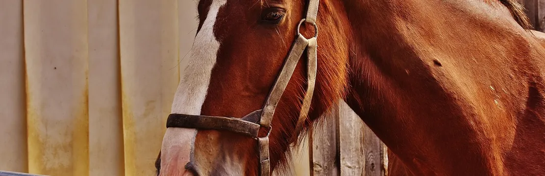 A chestnut horse in a halter against the weathered boards of a stable