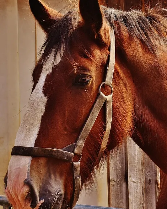 A chestnut horse with a white blaze and a leather headcollar, looking out of a wooden stable