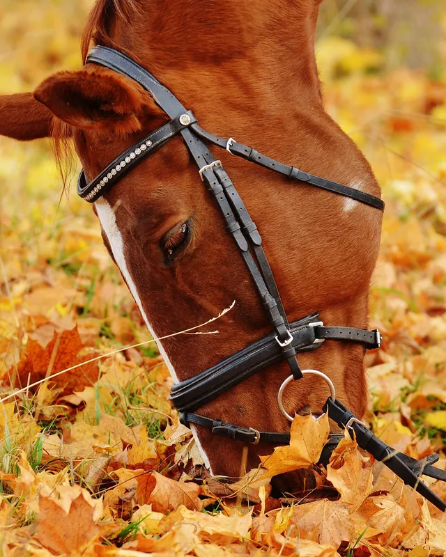 A bridled chestnut horse grazing among fallen autumn leaves