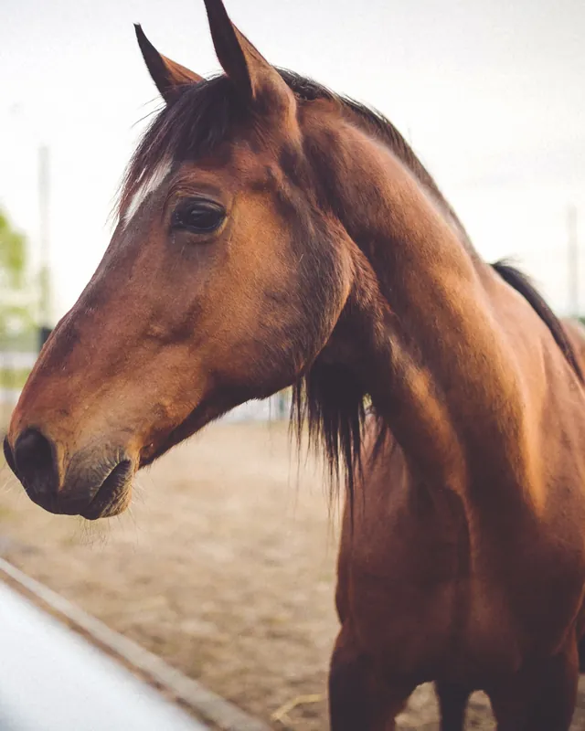 A bay horse standing in a sand arena, head turned towards the camera