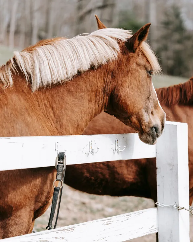 A chestnut horse with a flaxen mane resting its head over a white paddock fence