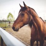 A bay horse standing by the white rail of a sand paddock, looking towards the camera