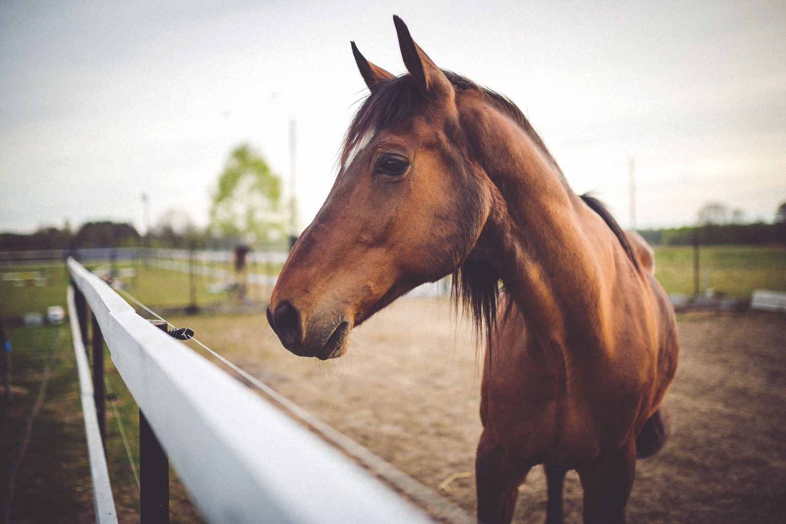 Getting a horse through its first winter at livery