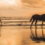 Two horses on a wet beach at sunset, one led on a rope by a man walking through the shallows