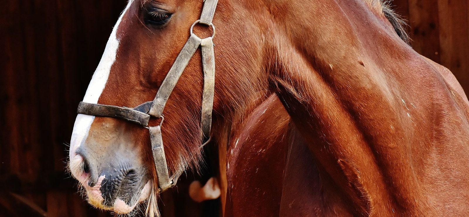 Five signs a saddle no longer fits