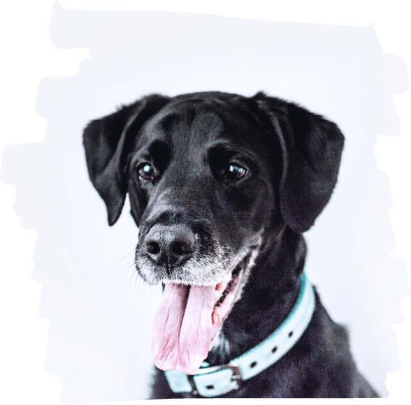 adopt right image