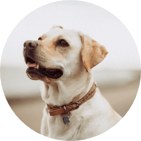 Pet Surgeries