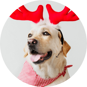 Pet Adoption