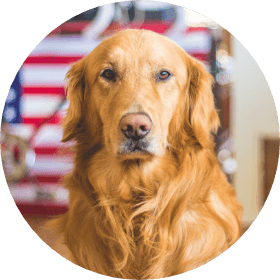 Pet Care