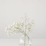 A single sprig of small white flowers in a round glass vase against a pale grey wall