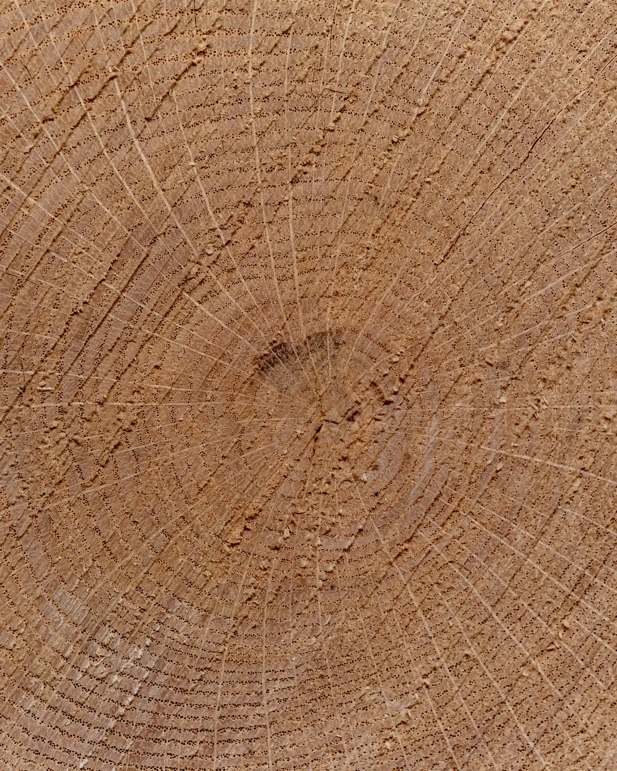 The end grain of a sawn trunk, rings running out from the centre