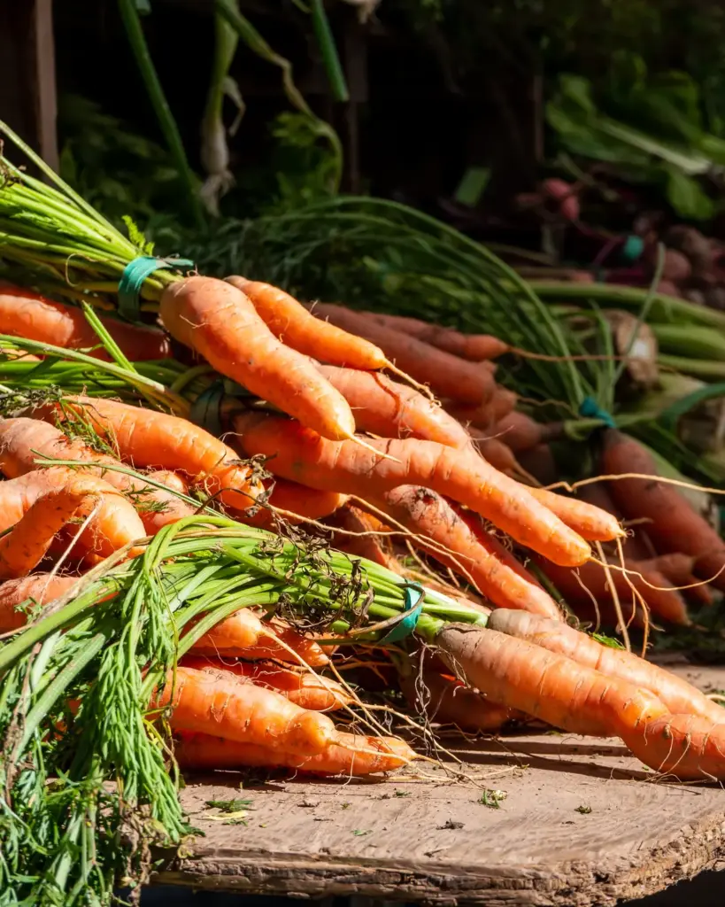 A bunch of carrots with their tops on
