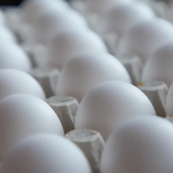 White eggs in a cardboard box, seen from above