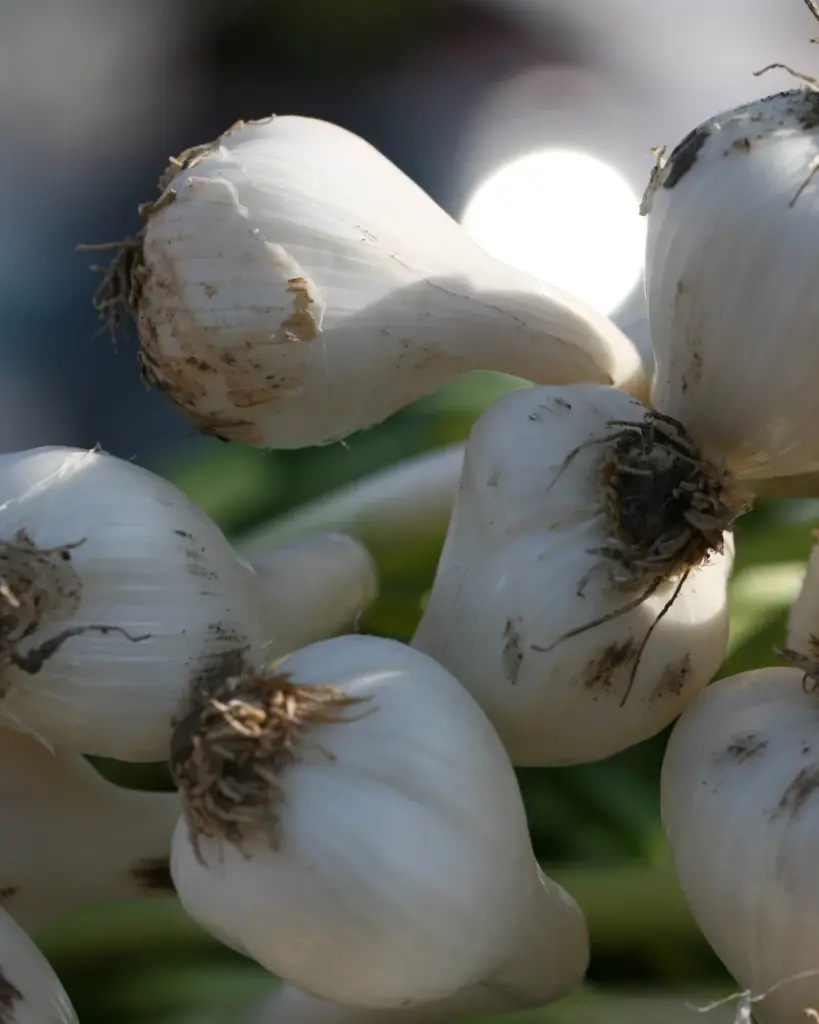 Bulbs of garlic with their roots still on