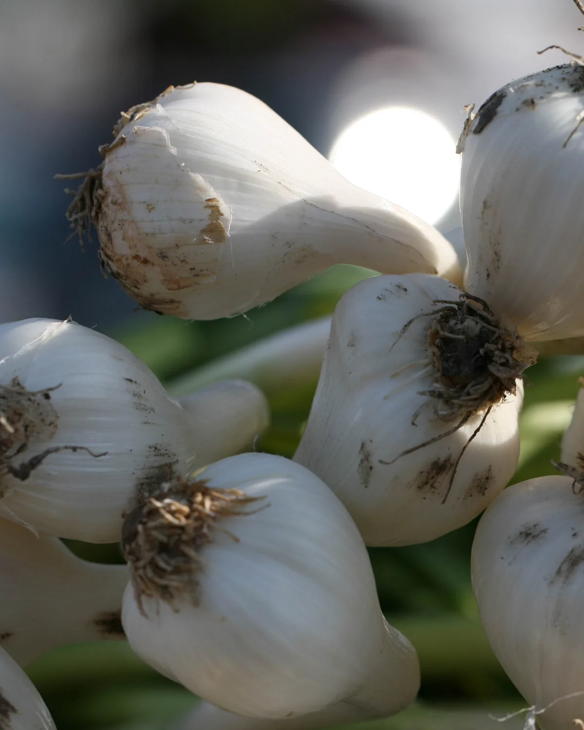 Bulbs of garlic with their roots still on