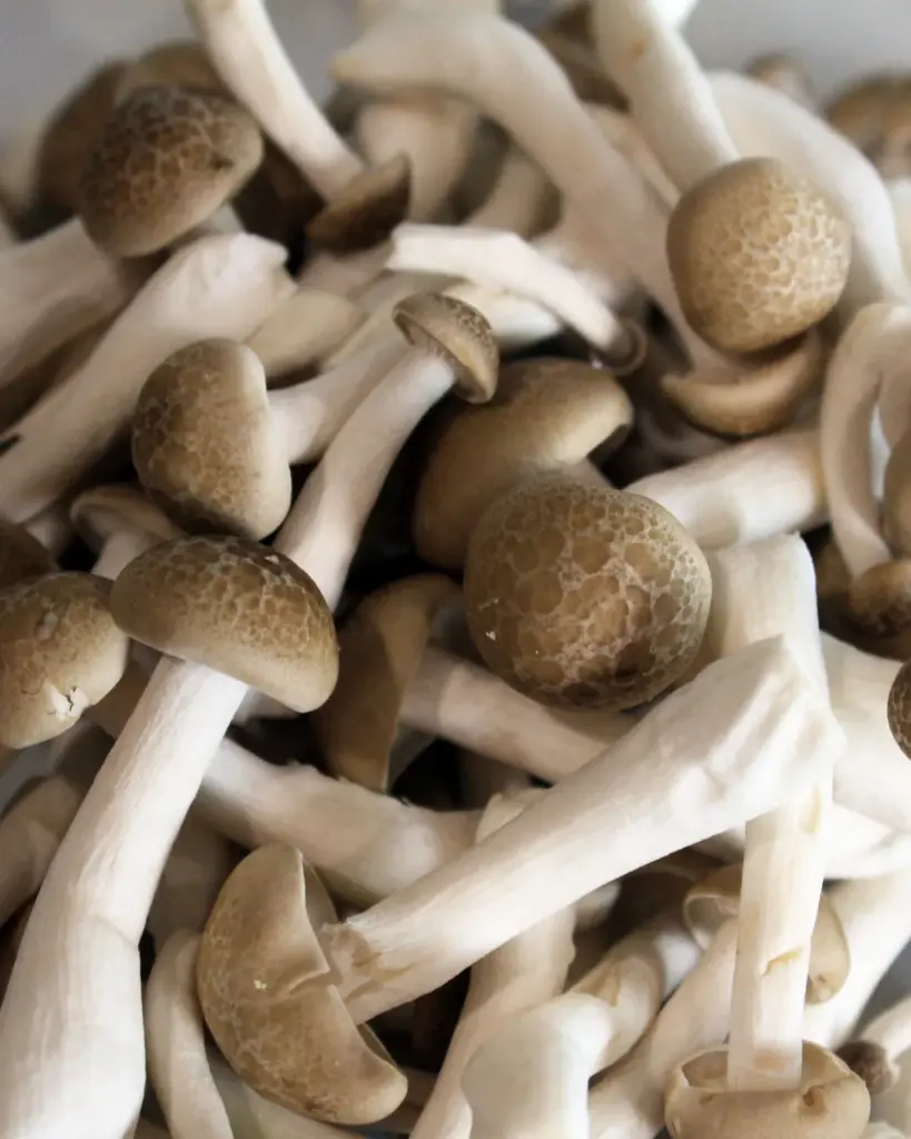 A cluster of pale oyster mushrooms