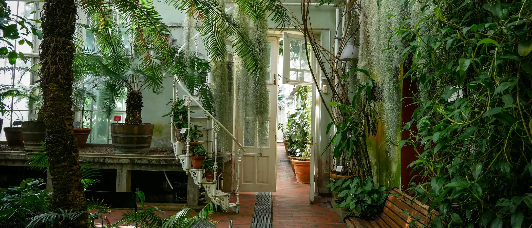 A path through a conservatory dense with ferns and palms