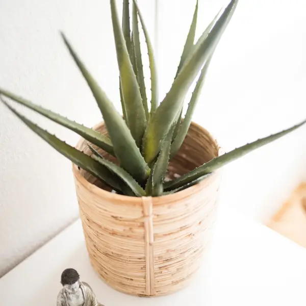 An aloe with thick blue-green leaves in a pale cork-textured pot