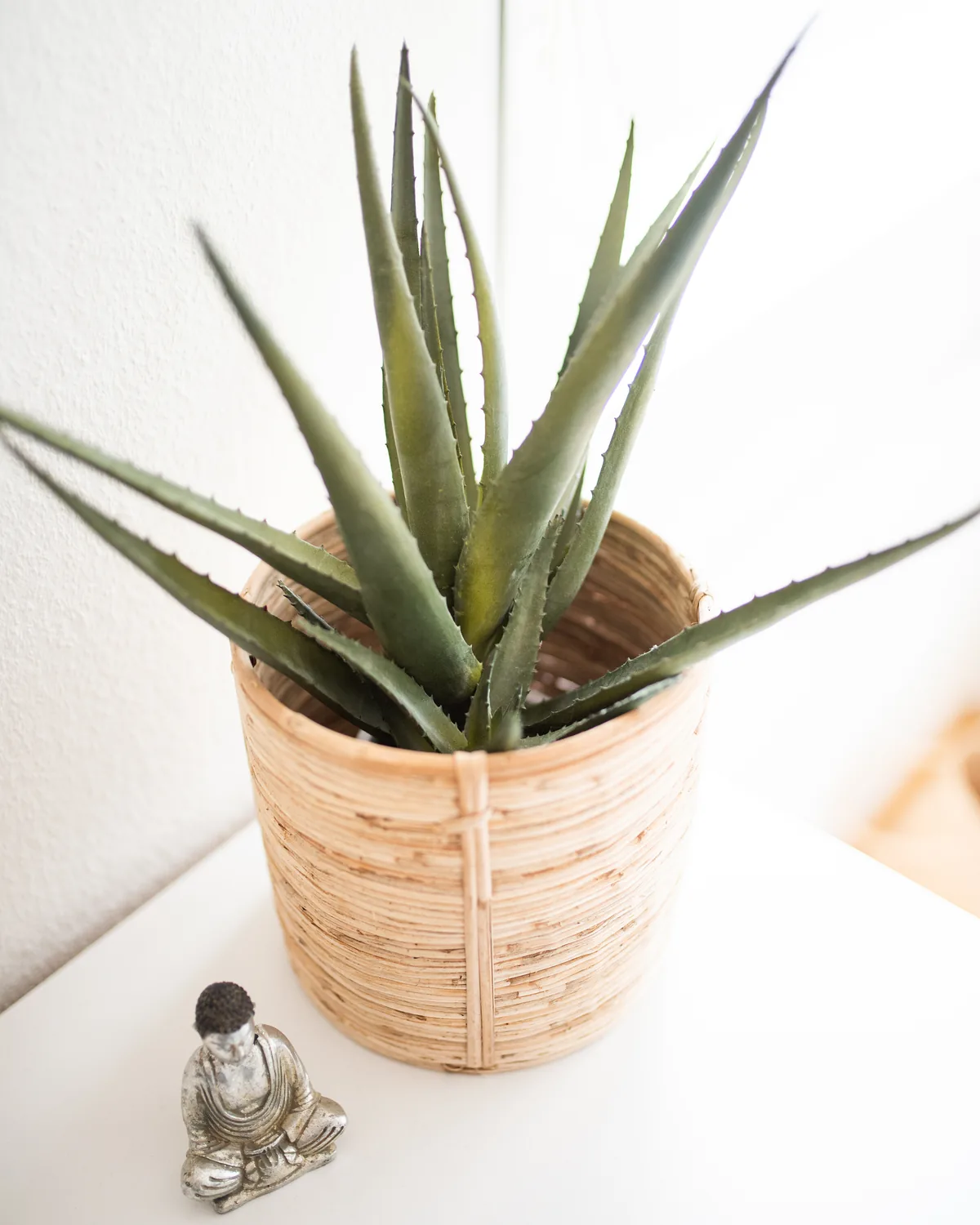 An aloe with thick blue-green leaves in a pale cork-textured pot