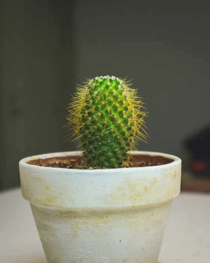 A small barrel cactus in a chalky cream glazed pot