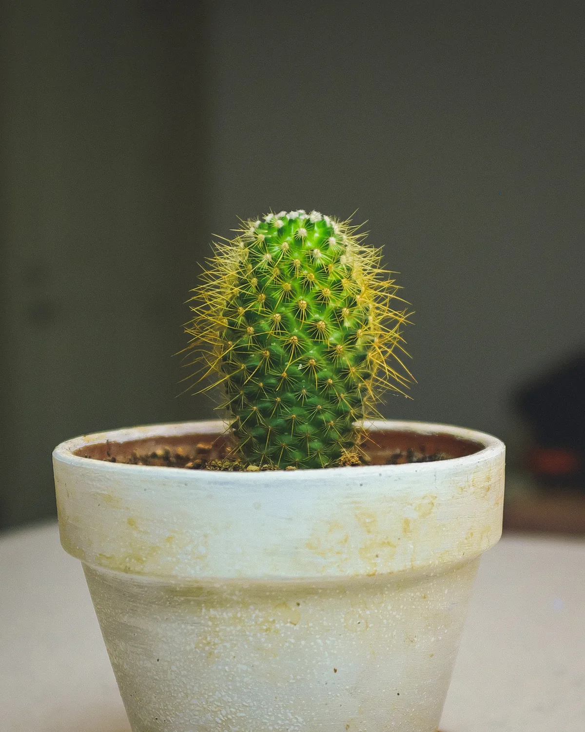 A small barrel cactus in a chalky cream glazed pot