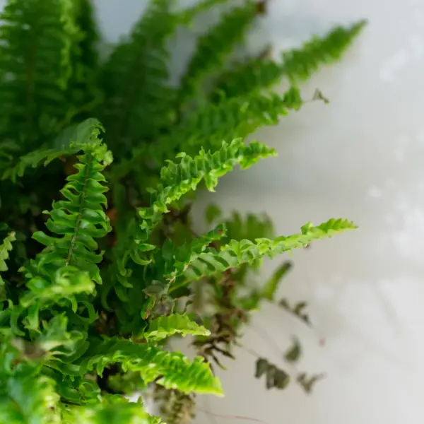 A bushy green fern in a white pot against a pale wall