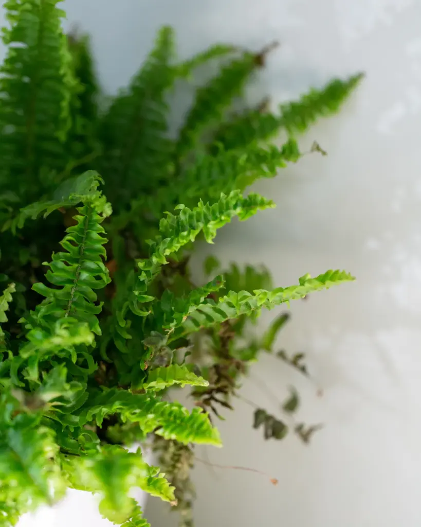 A bushy green fern in a white pot against a pale wall