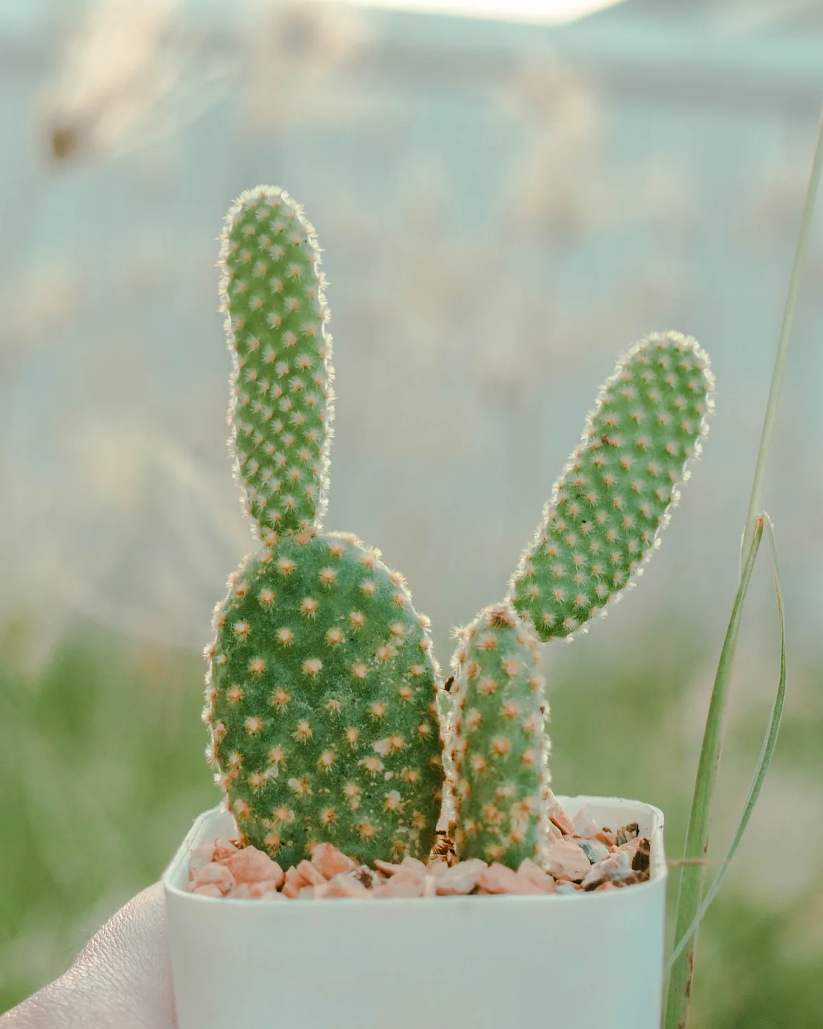 A bunny-ear cactus in a small white pot on a pale ledge