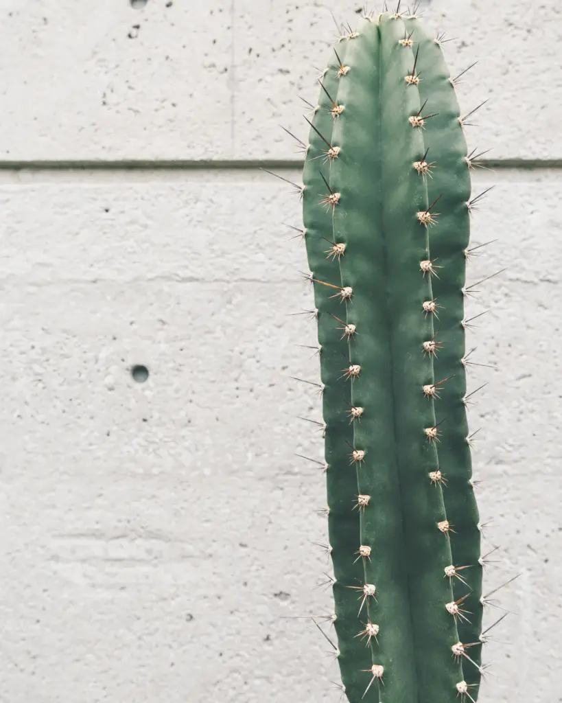 A tall slim columnar cactus against a pale concrete wall