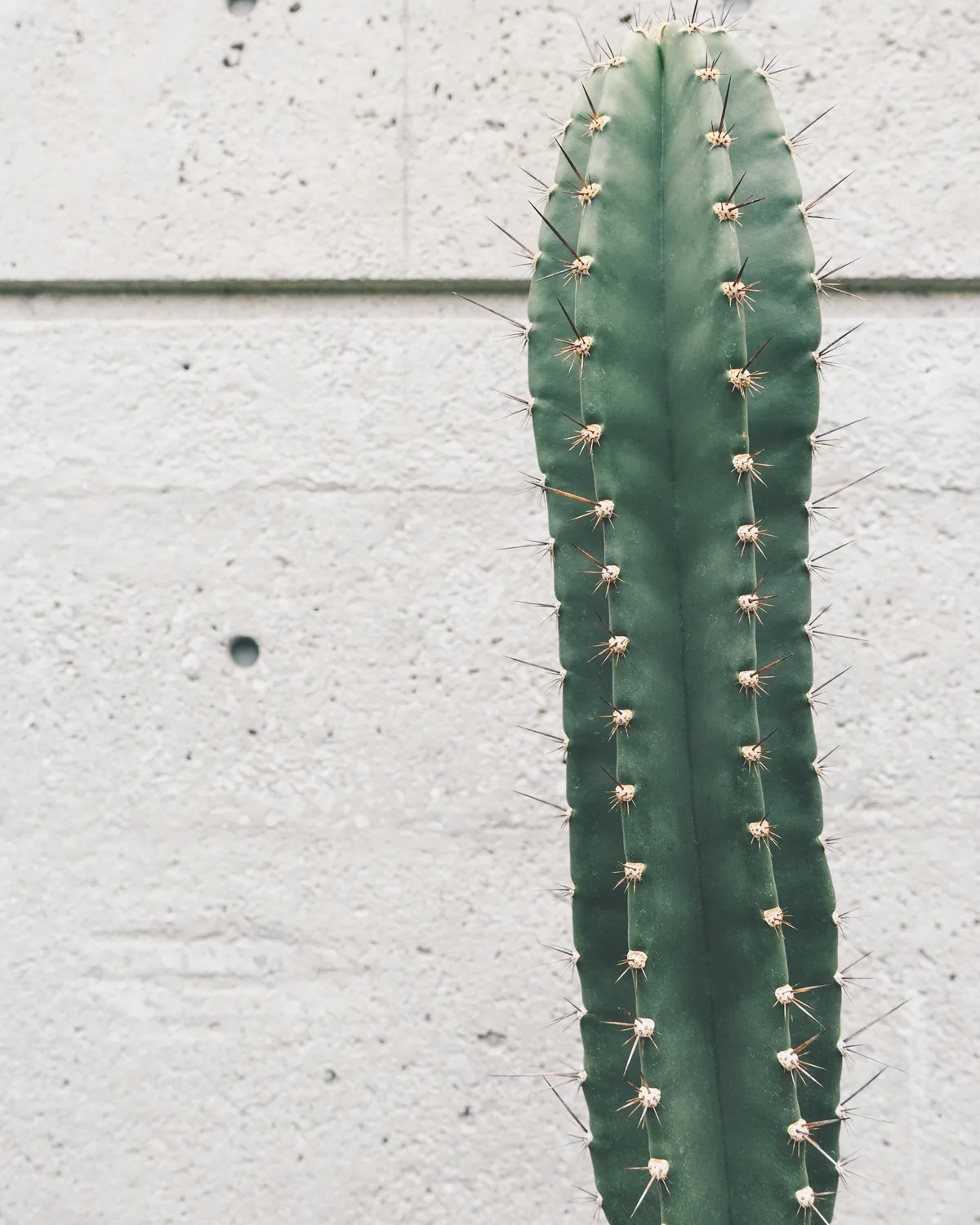 A tall slim columnar cactus against a pale concrete wall