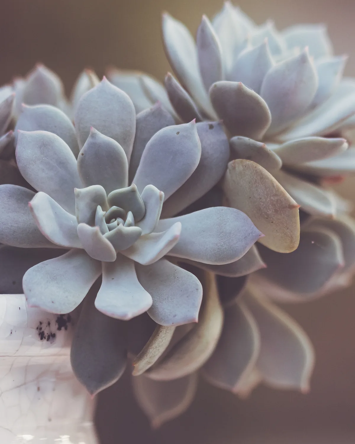 A pale grey-lilac echeveria rosette photographed close on a white ledge