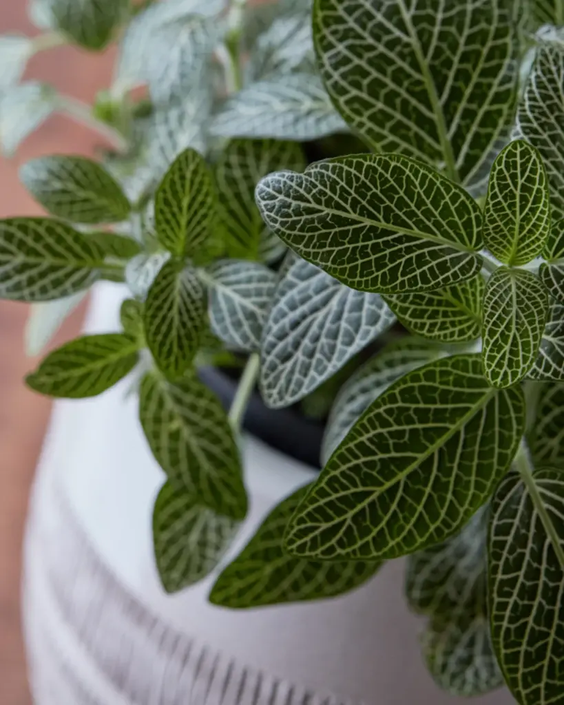 A fittonia with white-veined leaves in a white ribbed pot