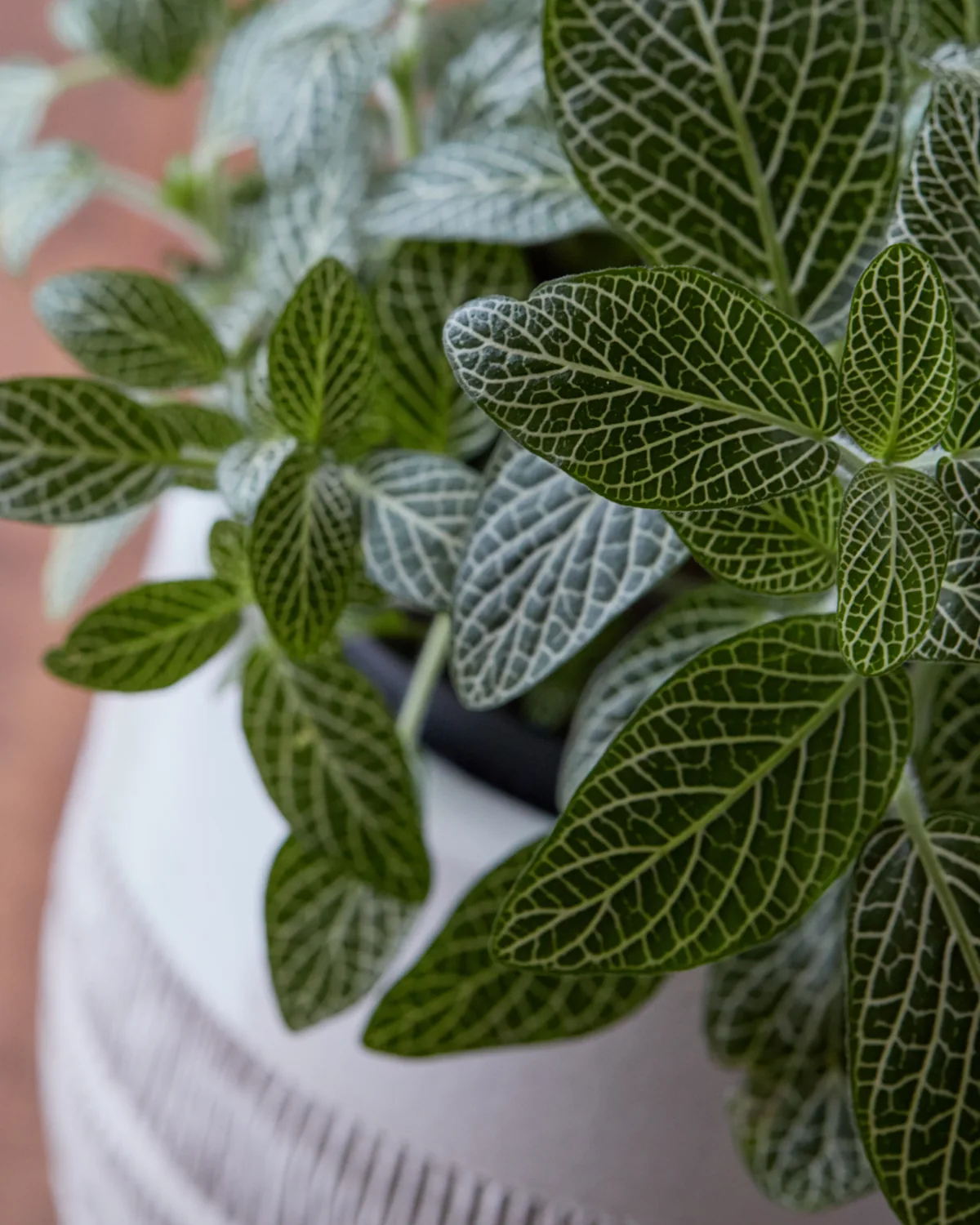 A fittonia with white-veined leaves in a white ribbed pot