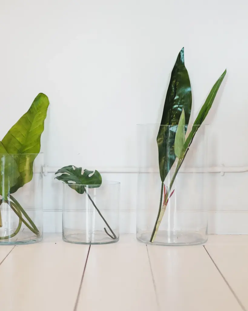 Slender cuttings standing in two clear glass vases against a pale wall