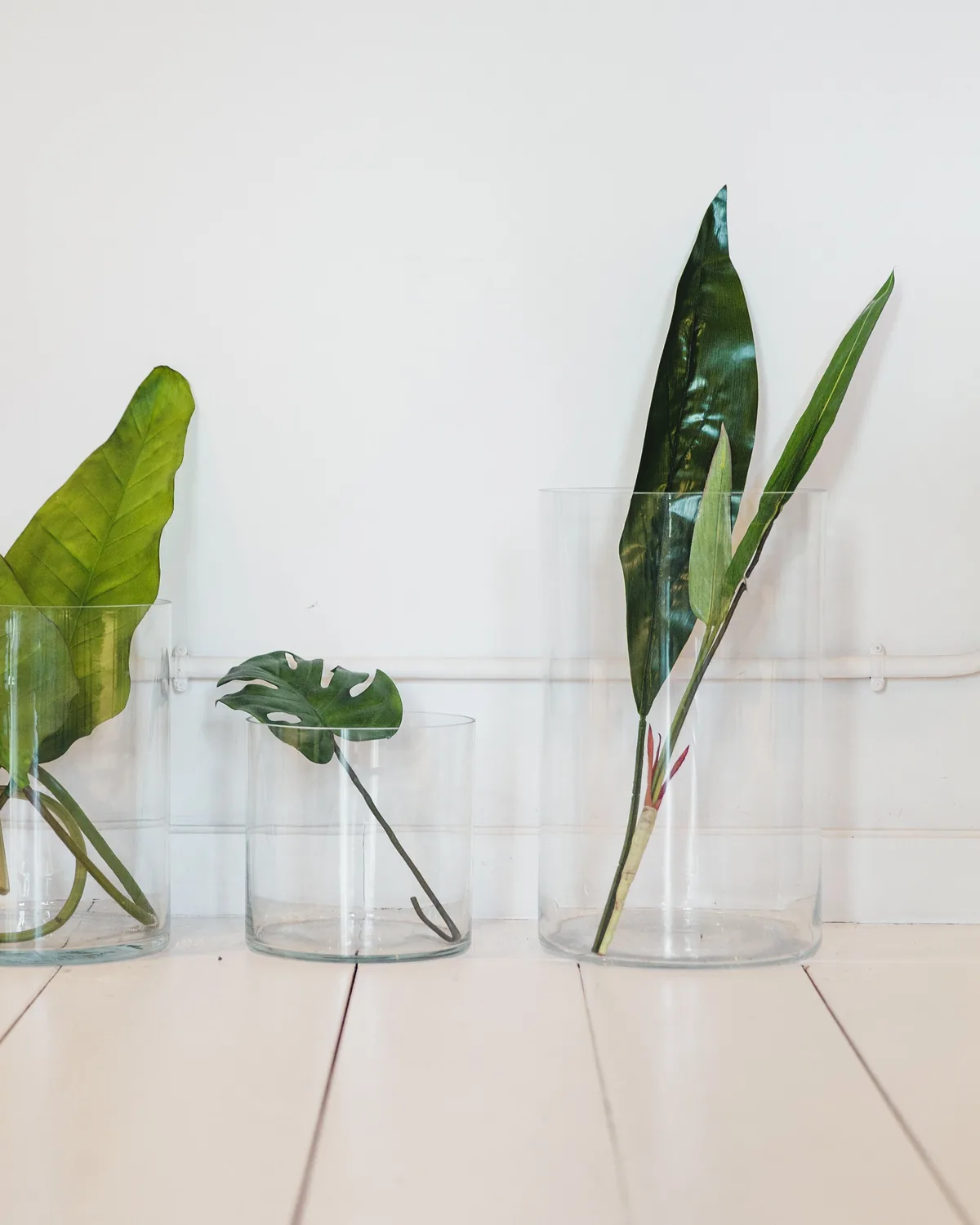 Slender cuttings standing in two clear glass vases against a pale wall