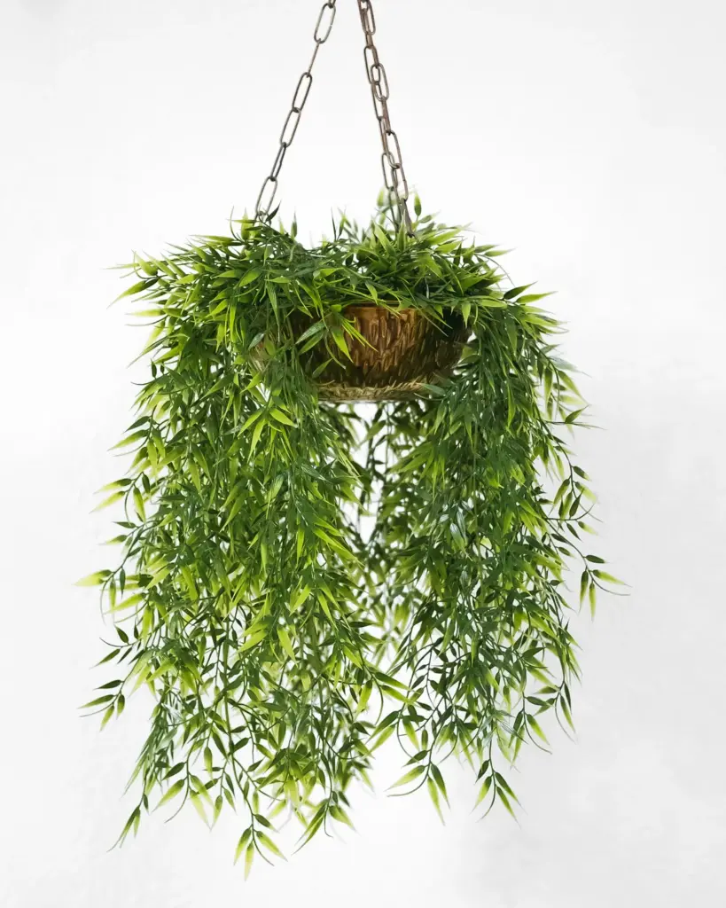 A trailing fern spilling from a small hanging basket on fine chains