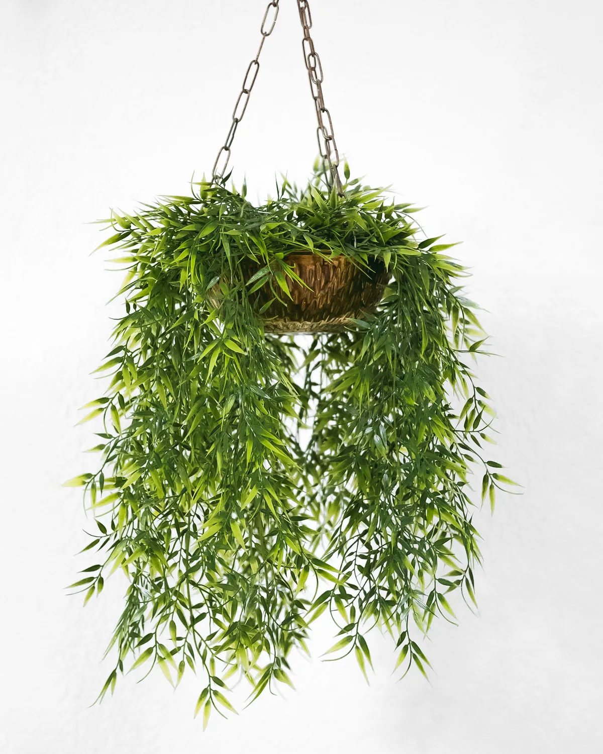 A trailing fern spilling from a small hanging basket on fine chains