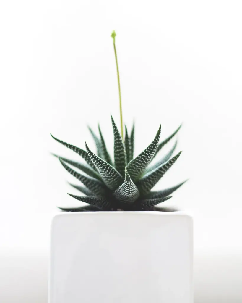 A dark-striped haworthia in a plain white square pot