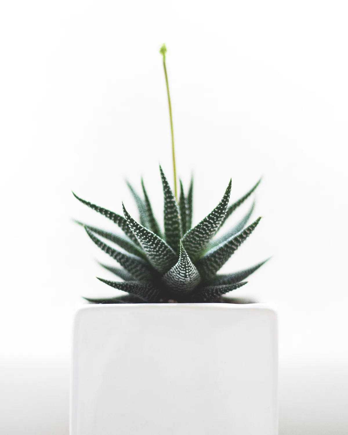 A dark-striped haworthia in a plain white square pot