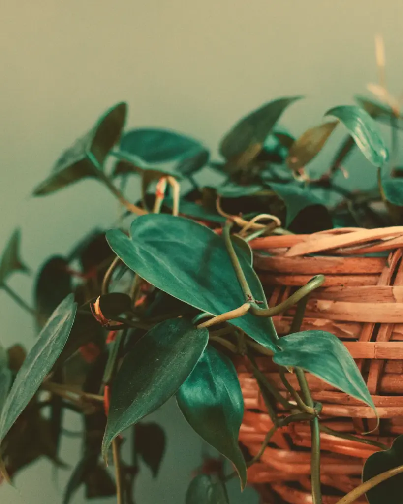 A trailing philodendron with dark leaves in a woven basket