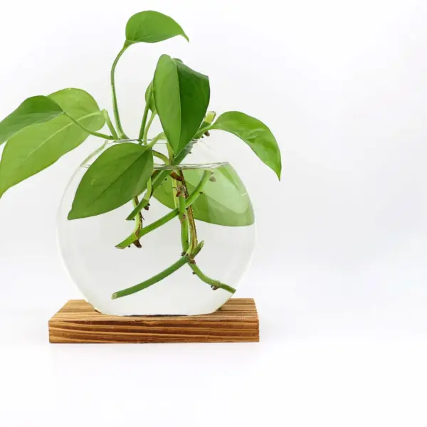 A rooted pothos cutting in a round glass globe on a wooden stand