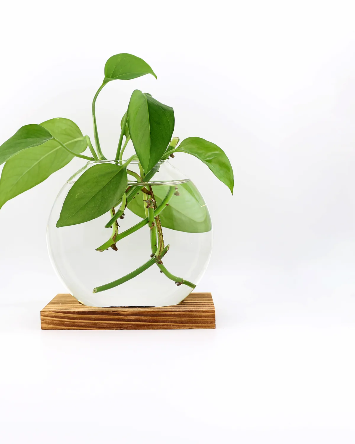 A rooted pothos cutting in a round glass globe on a wooden stand