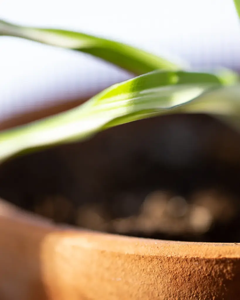 The rim of a terracotta pot filled with dark potting soil